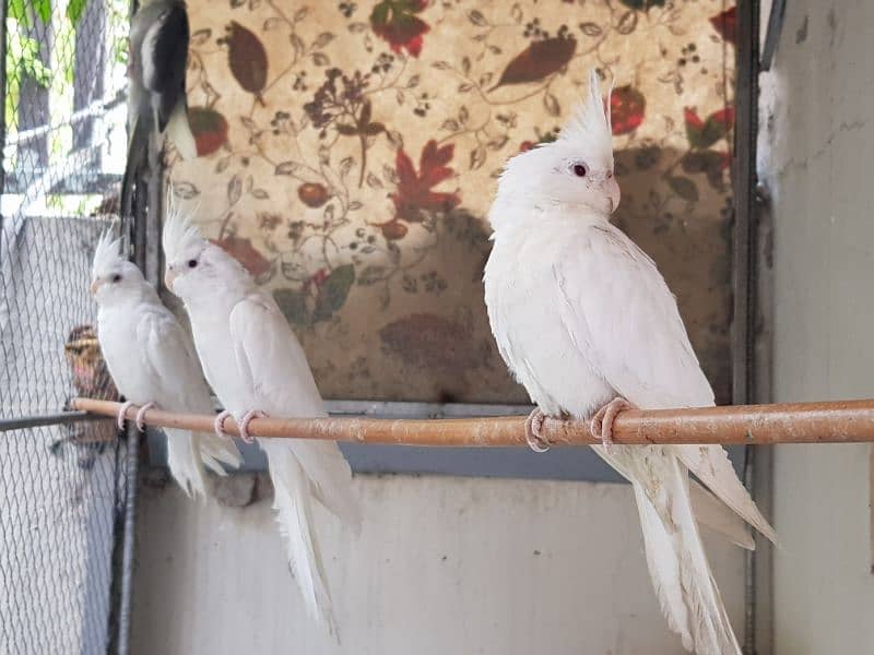 Three females eno cockatiel parrots for sale 4