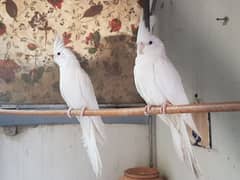 Three females eno cockatiel parrots for sale