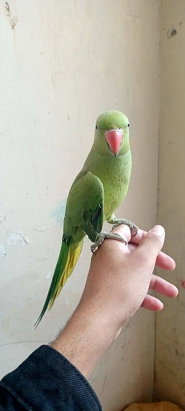 Ring neck parrot 0