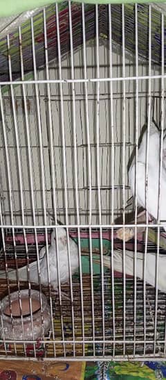 cockatiel for sale!!!!