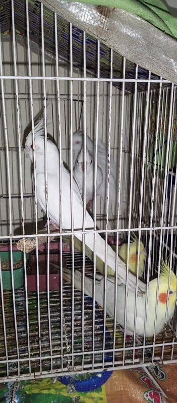 cockatiel for sale!!!! 1