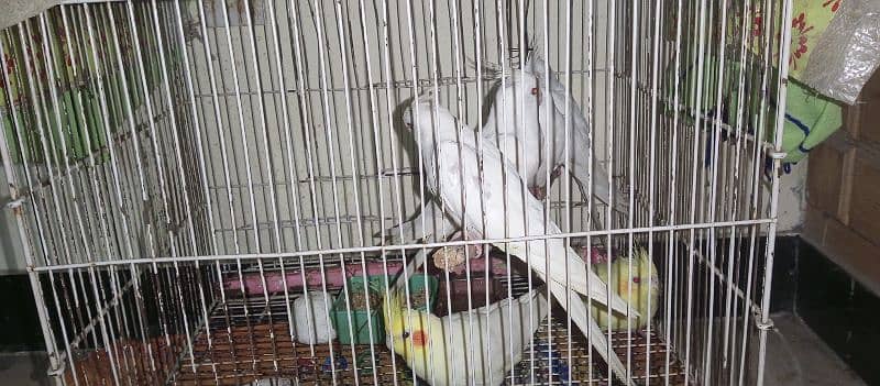 cockatiel for sale!!!! 2