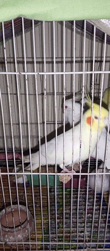 cockatiel for sale!!!! 3