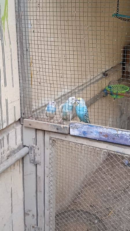 budgie for sale 3