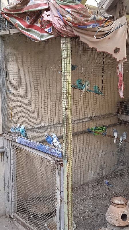 budgie for sale 4