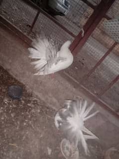 English fantail pair for sale urgent sale