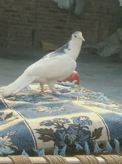 pigeon