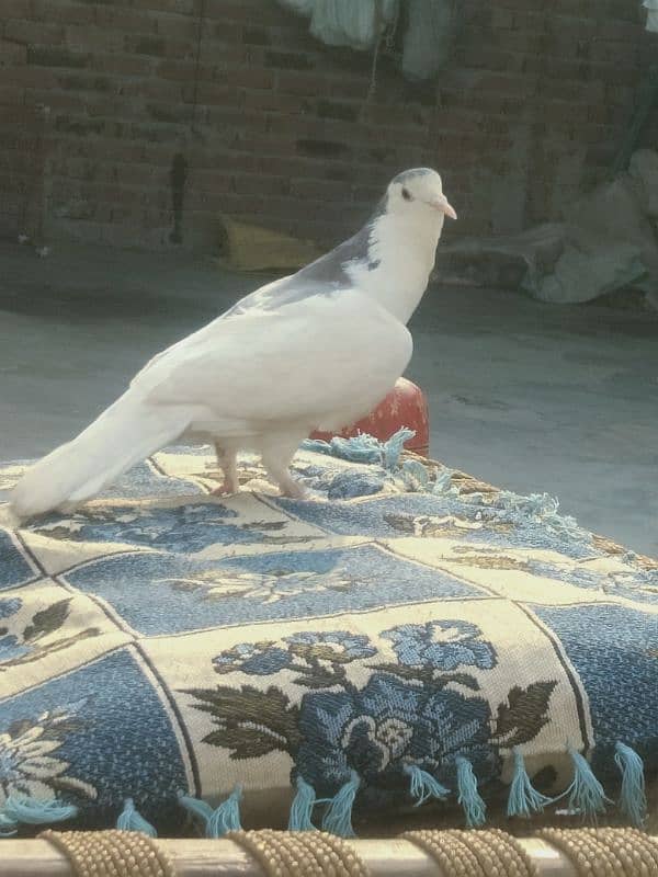 pigeon 0