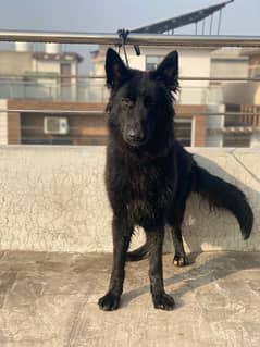 Padegree Black German Shepherd