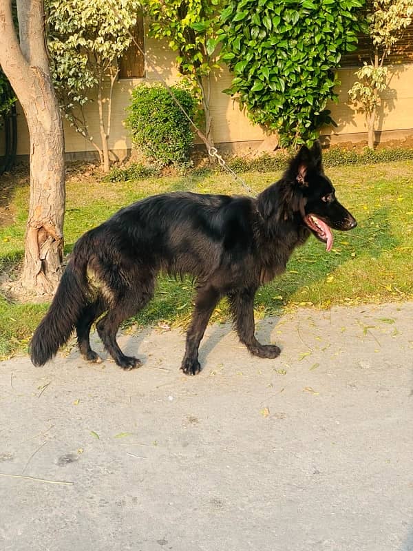 Padegree Black German Shepherd 2