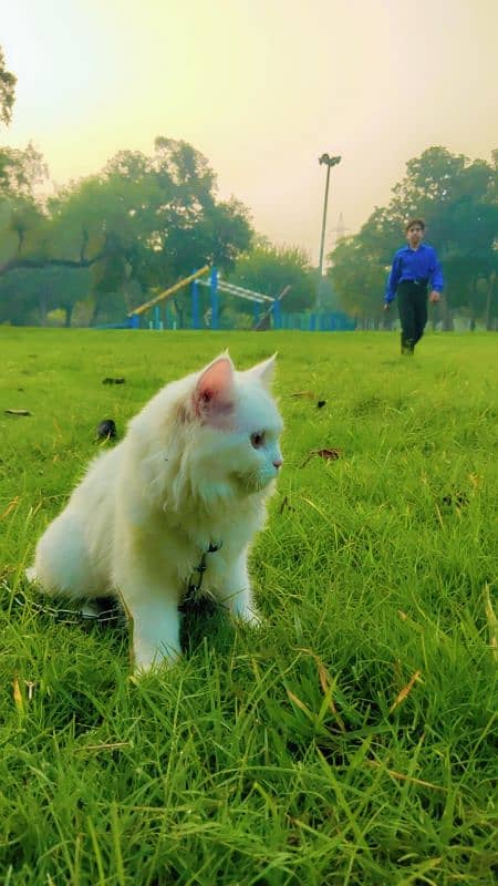 turkish angora cat 0