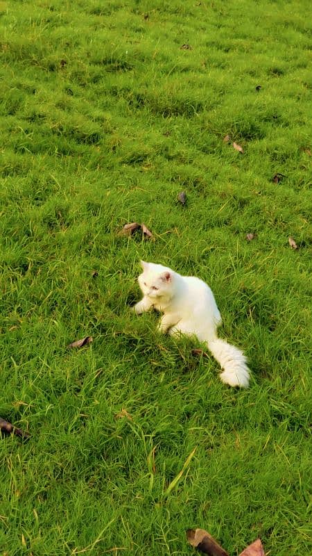 turkish angora cat 1