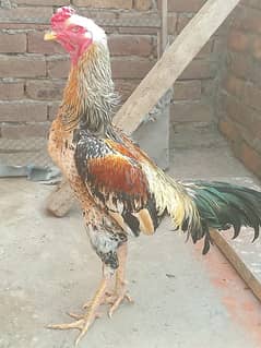 Shamo Aseel For Sale | Shamoo | Aseel | murga | Hen For Sale