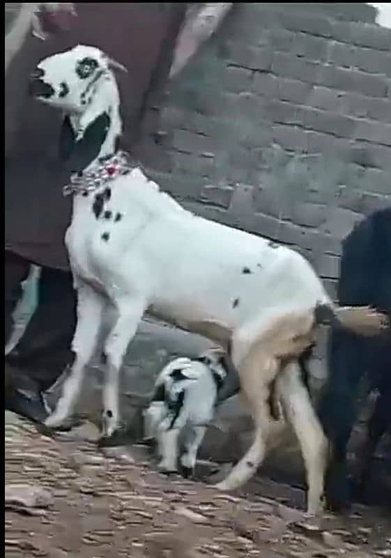 Female Goat with male son 0