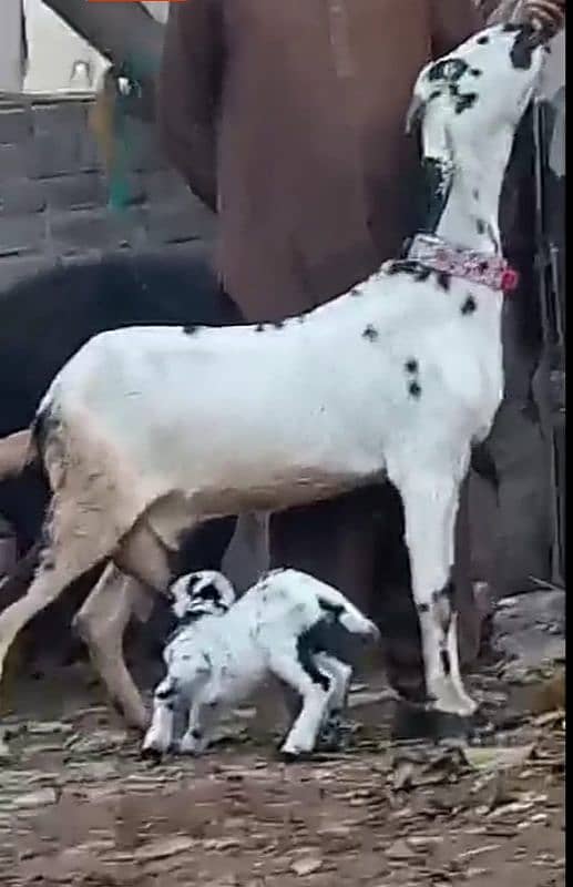 Female Goat with male son 1