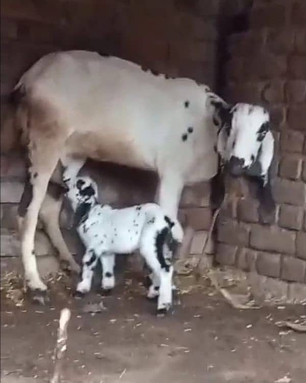 Female Goat with male son 2