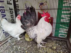 fancy Hens Pair healthy and active