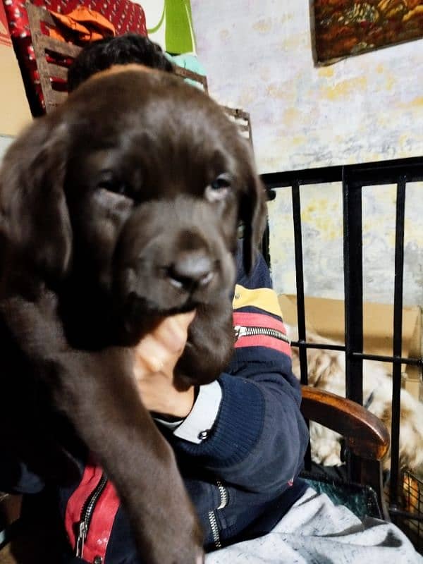 chocolate Labrador female 0