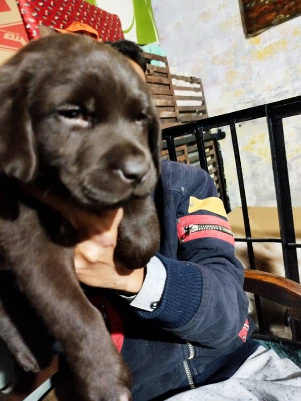 chocolate Labrador female 1