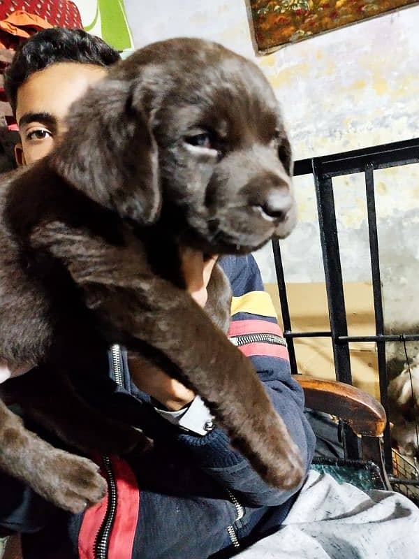 chocolate Labrador female 2