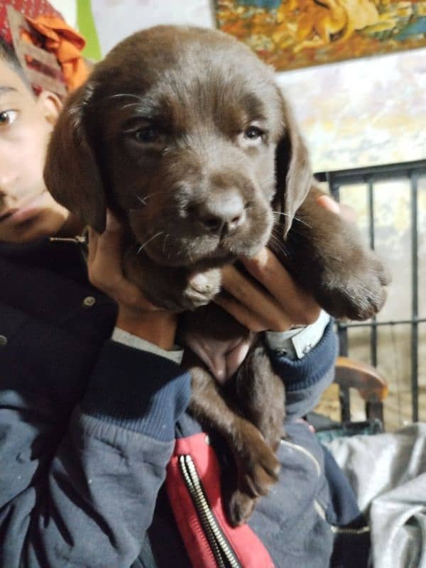 chocolate Labrador female 3