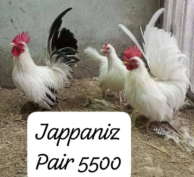 Japniz, Buff male , Aseel hen with chicks. 2