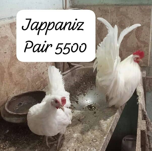 Japniz, Buff male , Aseel hen with chicks. 3