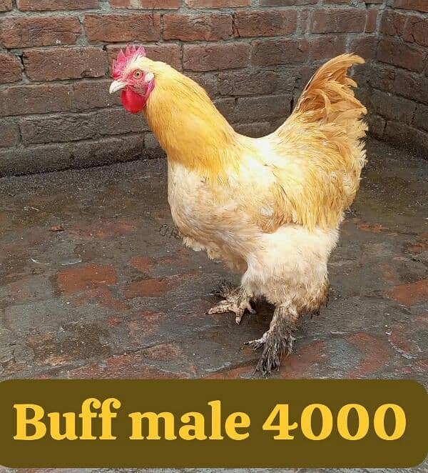 Japniz, Buff male , Aseel hen with chicks. 8