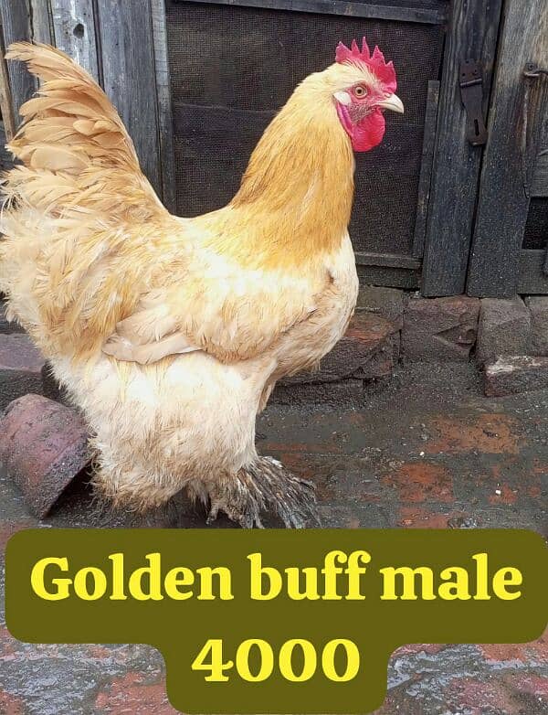 Japniz, Buff male , Aseel hen with chicks. 9