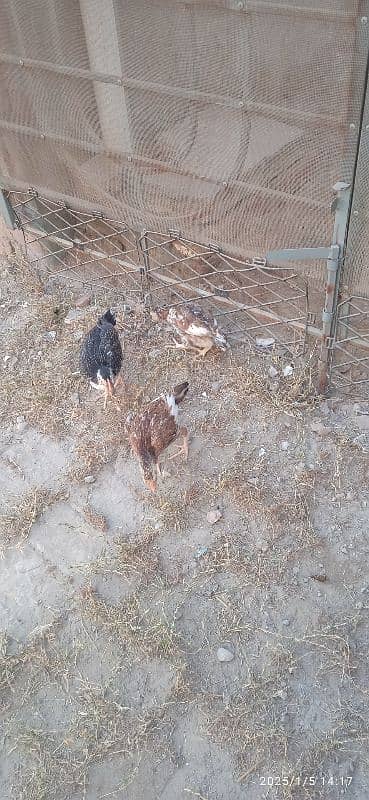 3aseel  chick for sale 0