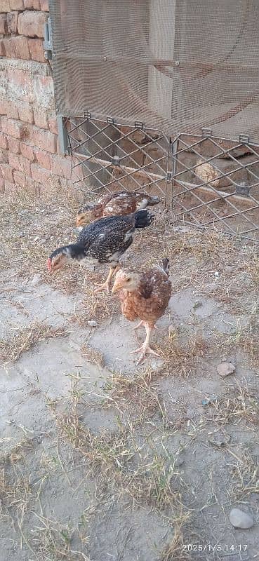 3aseel  chick for sale 1