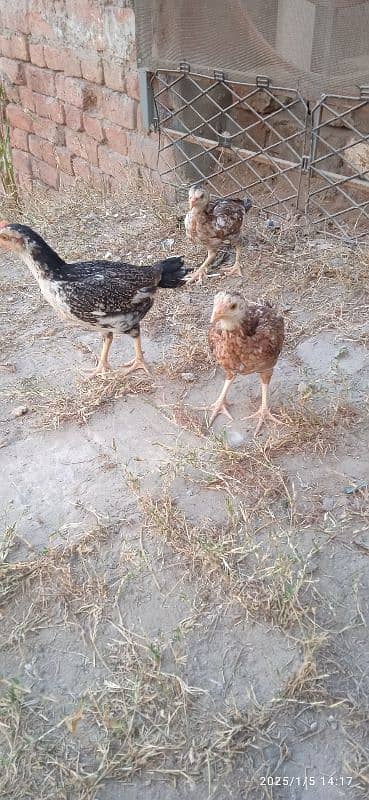 3aseel  chick for sale 2