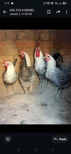 I am selling my golden misri hens