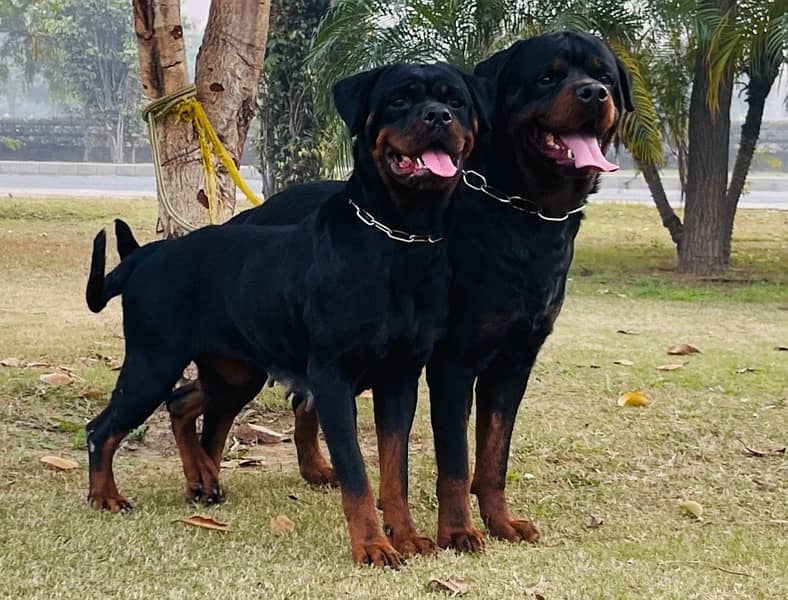 Pedigreed & Microchipped Rottweiler Pair 0