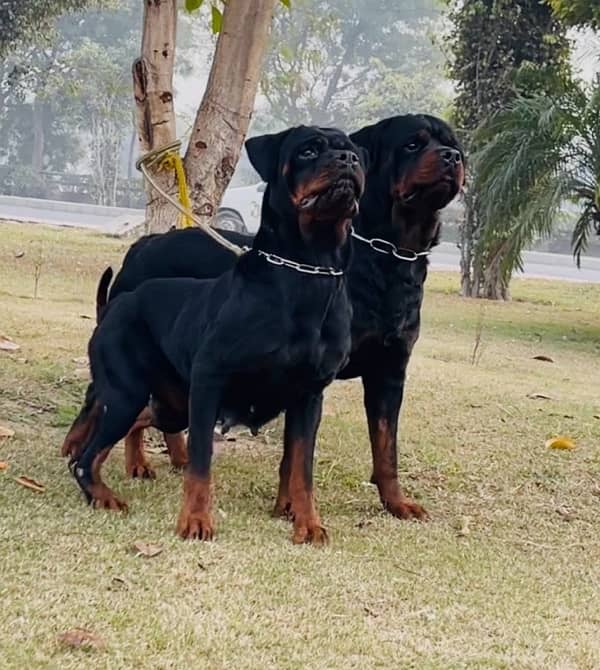 Pedigreed & Microchipped Rottweiler Pair 1