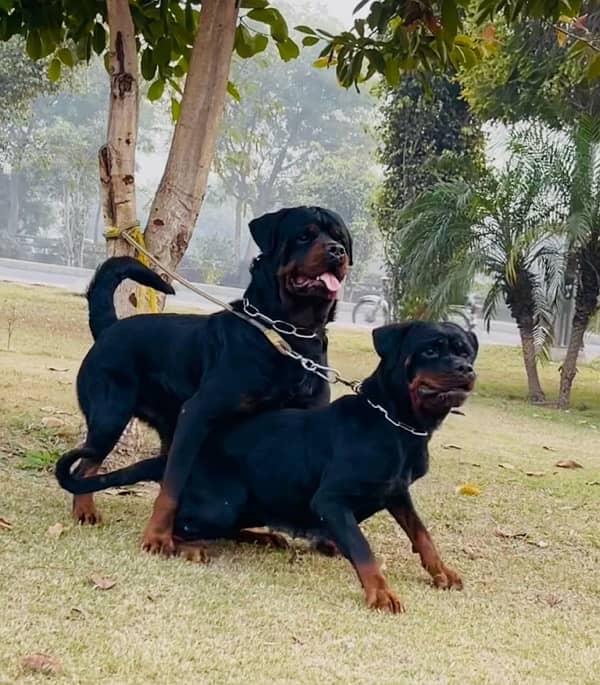 Pedigreed & Microchipped Rottweiler Pair 2