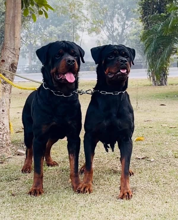 Pedigreed & Microchipped Rottweiler Pair 3