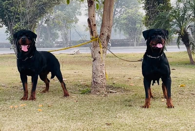 Pedigreed & Microchipped Rottweiler Pair 4