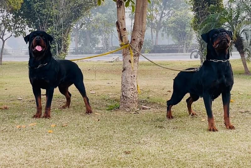 Pedigreed & Microchipped Rottweiler Pair 5