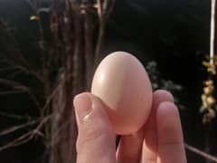 aseel white heera eggs available