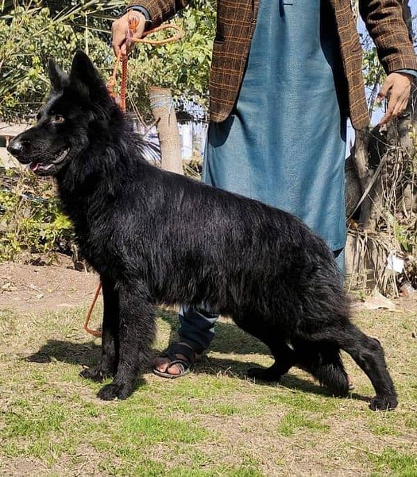 black Belgium shepherd urgent for sale 0