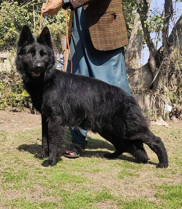 black Belgium shepherd urgent for sale 1