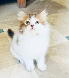 Top Quality Persian Furball Kitten