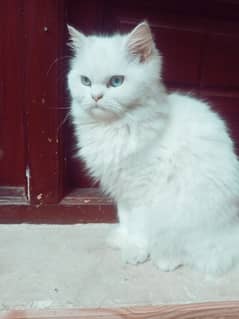 Semi Puch White Persian Female Cat