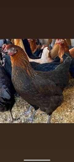 golden misri Desi 110% eggs laying hens available - full production