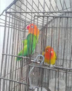 Orange hood green opaline breeder pair for sale 03315669922