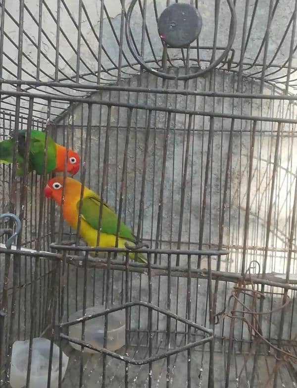 Orange hood green opaline breeder pair for sale 03315669922 1