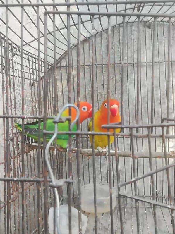 Orange hood green opaline breeder pair for sale 03315669922 2