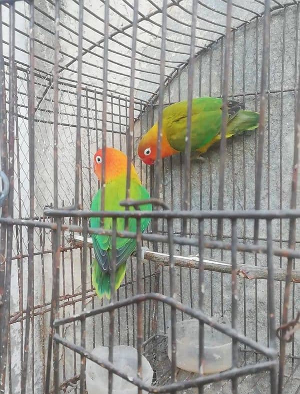 Orange hood green opaline breeder pair for sale 03315669922 3