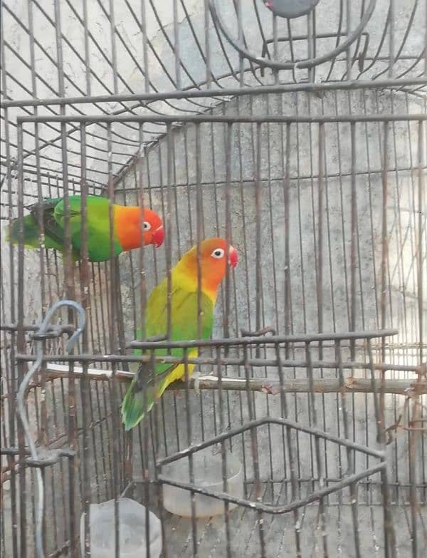 Orange hood green opaline breeder pair for sale 03315669922 4